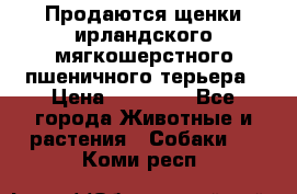 Продаются щенки ирландского мягкошерстного пшеничного терьера › Цена ­ 30 000 - Все города Животные и растения » Собаки   . Коми респ.